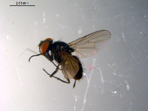  ( - 10PROBE-10374)  @12 [ ] CreativeCommons - Attribution (2011) CBG Photography Group Centre for Biodiversity Genomics