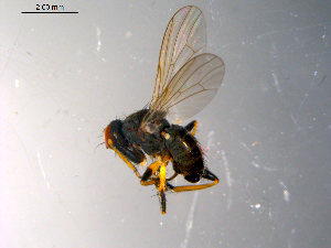  ( - 10PROBE-10375)  @13 [ ] CreativeCommons - Attribution (2011) CBG Photography Group Centre for Biodiversity Genomics