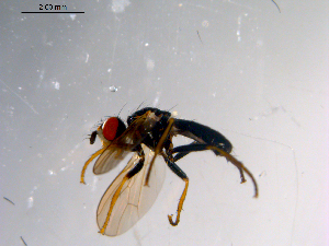  ( - 10PROBE-10411)  @13 [ ] CreativeCommons - Attribution (2011) CBG Photography Group Centre for Biodiversity Genomics