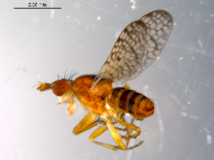  ( - 10PROBE-10449)  @13 [ ] CreativeCommons - Attribution (2011) CBG Photography Group Centre for Biodiversity Genomics