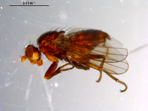  (Pherbellia fisheri - 10PROBE-10453)  @13 [ ] CreativeCommons - Attribution (2011) CBG Photography Group Centre for Biodiversity Genomics