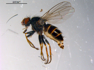  ( - 10PROBE-10471)  @13 [ ] CreativeCommons - Attribution (2011) CBG Photography Group Centre for Biodiversity Genomics
