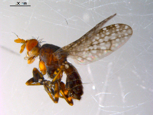  ( - 10PROBE-10490)  @12 [ ] CreativeCommons - Attribution (2011) CBG Photography Group Centre for Biodiversity Genomics