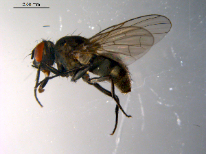  ( - 10PROBE-10537)  @13 [ ] CreativeCommons - Attribution (2011) CBG Photography Group Centre for Biodiversity Genomics