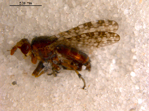  ( - 10PROBE-10554)  @12 [ ] CreativeCommons - Attribution (2011) CBG Photography Group Centre for Biodiversity Genomics