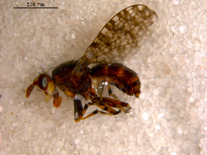  ( - 10PROBE-10555)  @12 [ ] CreativeCommons - Attribution (2011) CBG Photography Group Centre for Biodiversity Genomics