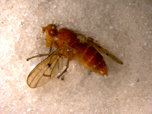  ( - 10PROBE-10567)  @13 [ ] CreativeCommons - Attribution (2011) CBG Photography Group Centre for Biodiversity Genomics