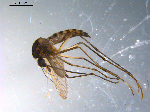  ( - 10PROBE-10699)  @13 [ ] CreativeCommons - Attribution (2011) CBG Photography Group Centre for Biodiversity Genomics