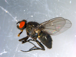  ( - 10PROBE-10703)  @13 [ ] CreativeCommons - Attribution (2011) CBG Photography Group Centre for Biodiversity Genomics