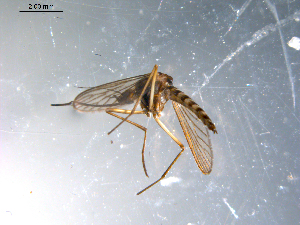  ( - 10PROBE-10741)  @13 [ ] CreativeCommons - Attribution (2011) CBG Photography Group Centre for Biodiversity Genomics