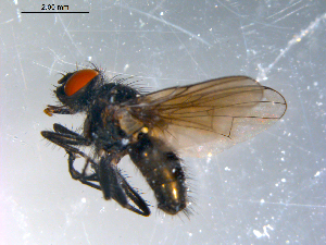  ( - 10PROBE-10748)  @13 [ ] CreativeCommons - Attribution (2011) CBG Photography Group Centre for Biodiversity Genomics