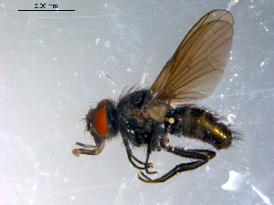  ( - 10PROBE-10752)  @13 [ ] CreativeCommons - Attribution (2011) CBG Photography Group Centre for Biodiversity Genomics