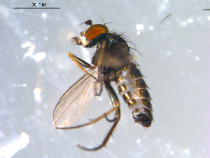  ( - 10PROBE-10756)  @12 [ ] CreativeCommons - Attribution (2011) CBG Photography Group Centre for Biodiversity Genomics