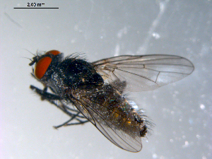  ( - 10PROBE-10836)  @13 [ ] CreativeCommons - Attribution (2011) CBG Photography Group Centre for Biodiversity Genomics