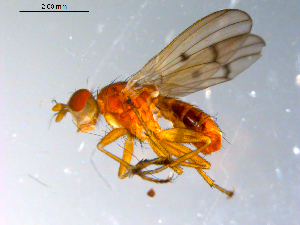  ( - 10PROBE-10848)  @13 [ ] CreativeCommons - Attribution (2011) CBG Photography Group Centre for Biodiversity Genomics