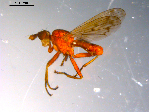  ( - 10PROBE-10905)  @12 [ ] CreativeCommons - Attribution (2011) CBG Photography Group Centre for Biodiversity Genomics