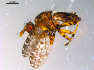  (Dictya sp. TAW1 - 10PROBE-10906)  @13 [ ] CreativeCommons - Attribution (2011) CBG Photography Group Centre for Biodiversity Genomics