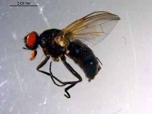  ( - 10PROBE-10918)  @13 [ ] CreativeCommons - Attribution (2011) CBG Photography Group Centre for Biodiversity Genomics