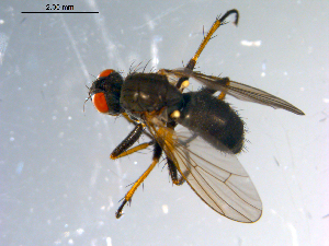  ( - 10PROBE-10944)  @13 [ ] CreativeCommons - Attribution (2011) CBG Photography Group Centre for Biodiversity Genomics