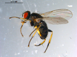  ( - 10PROBE-10945)  @13 [ ] CreativeCommons - Attribution (2011) CBG Photography Group Centre for Biodiversity Genomics
