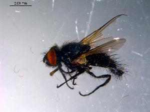  ( - 10PROBE-10969)  @13 [ ] CreativeCommons - Attribution (2011) CBG Photography Group Centre for Biodiversity Genomics
