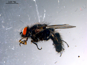  ( - 10PROBE-10971)  @13 [ ] CreativeCommons - Attribution (2011) CBG Photography Group Centre for Biodiversity Genomics