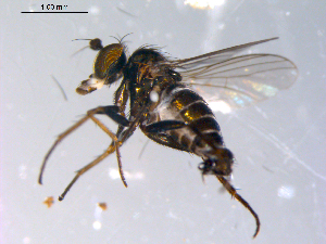  ( - 10PROBE-10979)  @12 [ ] CreativeCommons - Attribution (2011) CBG Photography Group Centre for Biodiversity Genomics