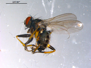  ( - 10PROBE-10995)  @13 [ ] CreativeCommons - Attribution (2011) CBG Photography Group Centre for Biodiversity Genomics