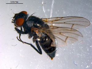  ( - 10PROBE-10998)  @13 [ ] CreativeCommons - Attribution (2011) CBG Photography Group Centre for Biodiversity Genomics