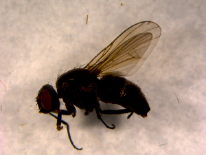  ( - 10PROBE-11000)  @13 [ ] CreativeCommons - Attribution (2011) CBG Photography Group Centre for Biodiversity Genomics