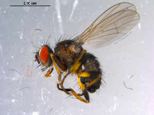  ( - 10PROBE-11001)  @14 [ ] CreativeCommons - Attribution (2011) CBG Photography Group Centre for Biodiversity Genomics
