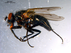  ( - 10PROBE-11020)  @14 [ ] CreativeCommons - Attribution (2011) CBG Photography Group Centre for Biodiversity Genomics