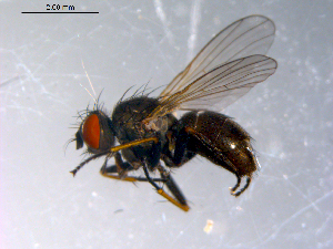  ( - 10PROBE-11021)  @14 [ ] CreativeCommons - Attribution (2011) CBG Photography Group Centre for Biodiversity Genomics