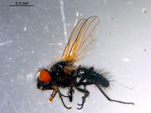  ( - 10PROBE-11022)  @13 [ ] CreativeCommons - Attribution (2011) CBG Photography Group Centre for Biodiversity Genomics