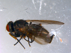  ( - 10PROBE-11025)  @13 [ ] CreativeCommons - Attribution (2011) CBG Photography Group Centre for Biodiversity Genomics