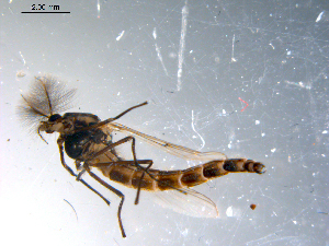  (Chironomus laetus - 10PROBE-11053)  @13 [ ] CreativeCommons - Attribution (2011) CBG Photography Group Centre for Biodiversity Genomics