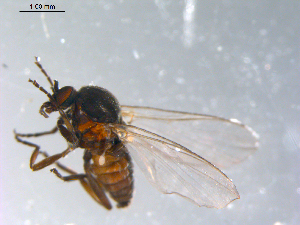  ( - 10PROBE-11064)  @13 [ ] CreativeCommons - Attribution (2011) CBG Photography Group Centre for Biodiversity Genomics