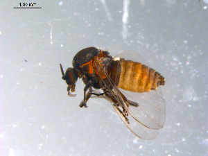  ( - 10PROBE-11066)  @13 [ ] CreativeCommons - Attribution (2011) CBG Photography Group Centre for Biodiversity Genomics