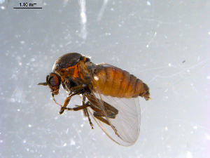  ( - 10PROBE-11067)  @12 [ ] CreativeCommons - Attribution (2011) CBG Photography Group Centre for Biodiversity Genomics