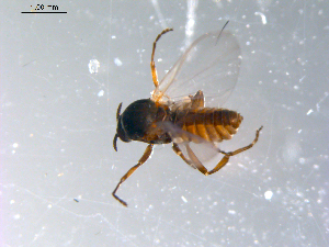  ( - 10PROBE-11071)  @12 [ ] CreativeCommons - Attribution (2011) CBG Photography Group Centre for Biodiversity Genomics