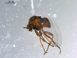  ( - 10PROBE-11072)  @13 [ ] CreativeCommons - Attribution (2011) CBG Photography Group Centre for Biodiversity Genomics