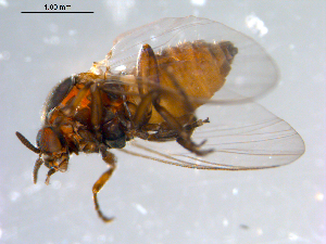  ( - 10PROBE-11075)  @12 [ ] CreativeCommons - Attribution (2011) CBG Photography Group Centre for Biodiversity Genomics