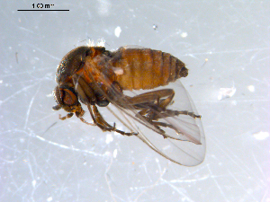  ( - 10PROBE-11077)  @13 [ ] CreativeCommons - Attribution (2011) CBG Photography Group Centre for Biodiversity Genomics