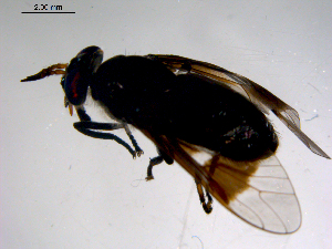  ( - 10PROBE-11112)  @12 [ ] CreativeCommons - Attribution (2011) CBG Photography Group Centre for Biodiversity Genomics