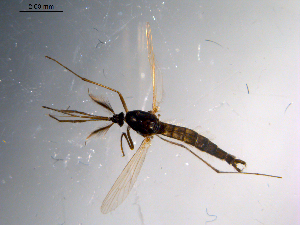  ( - 10PROBE-11130)  @13 [ ] CreativeCommons - Attribution (2011) CBG Photography Group Centre for Biodiversity Genomics