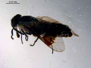  ( - 10PROBE-11134)  @12 [ ] CreativeCommons - Attribution (2011) CBG Photography Group Centre for Biodiversity Genomics