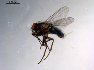  ( - 10PROBE-11174)  @13 [ ] CreativeCommons - Attribution (2011) CBG Photography Group Centre for Biodiversity Genomics