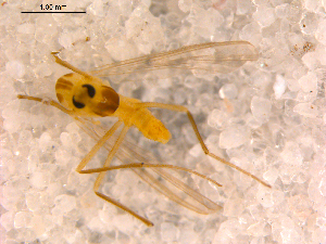  ( - 10PROBE-11272)  @13 [ ] CreativeCommons - Attribution (2011) CBG Photography Group Centre for Biodiversity Genomics