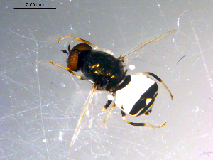  ( - 10PROBE-11529)  @12 [ ] CreativeCommons - Attribution (2011) CBG Photography Group Centre for Biodiversity Genomics