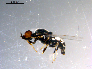  ( - 10PROBE-11530)  @12 [ ] CreativeCommons - Attribution (2011) CBG Photography Group Centre for Biodiversity Genomics
